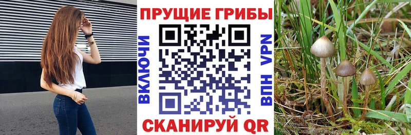 shop формула  Сочи  Галлюциногенные грибы Cubensis 